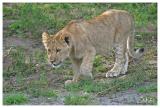 African lion cub