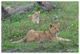 African lion cubs