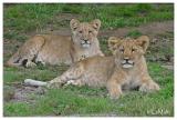 African lion cubs