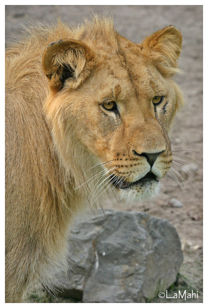 African lion (juvenile)