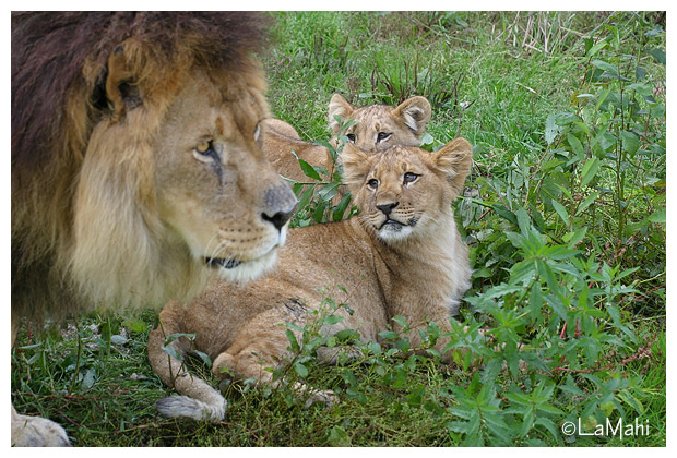 Figaro & Felicia looking at dad