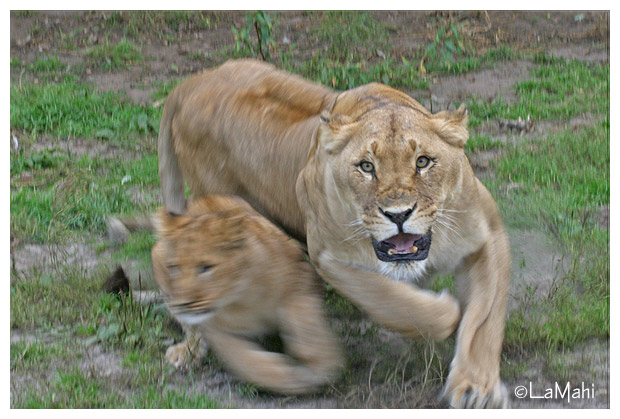 Angry lioness
