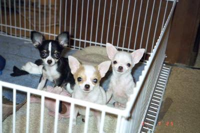 The Three Amigos