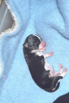 4 days old