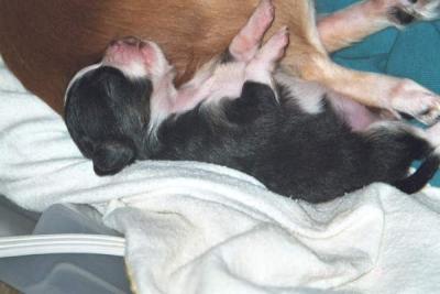 14 days old