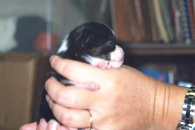 19 days old