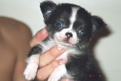 5 weeks old