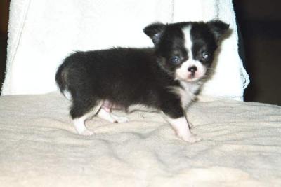 5 weeks old
