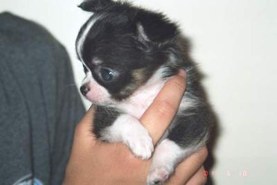 6 weeks old