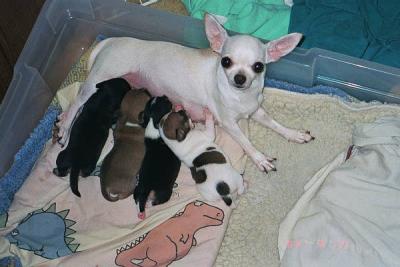 One week old, 4 pups