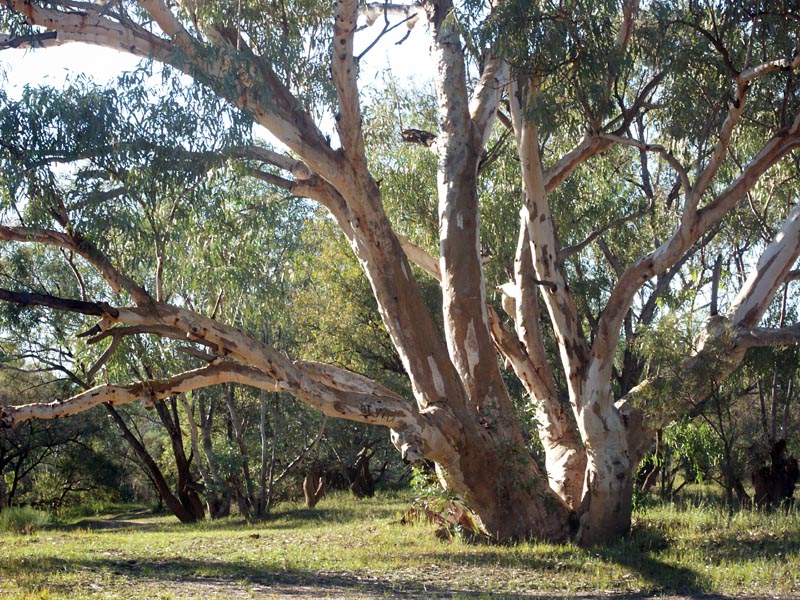 Eulos best gum tree