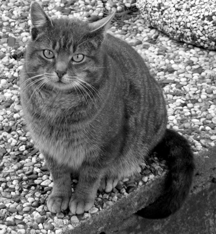 tiger