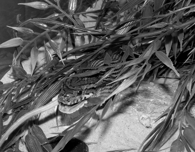 snake3