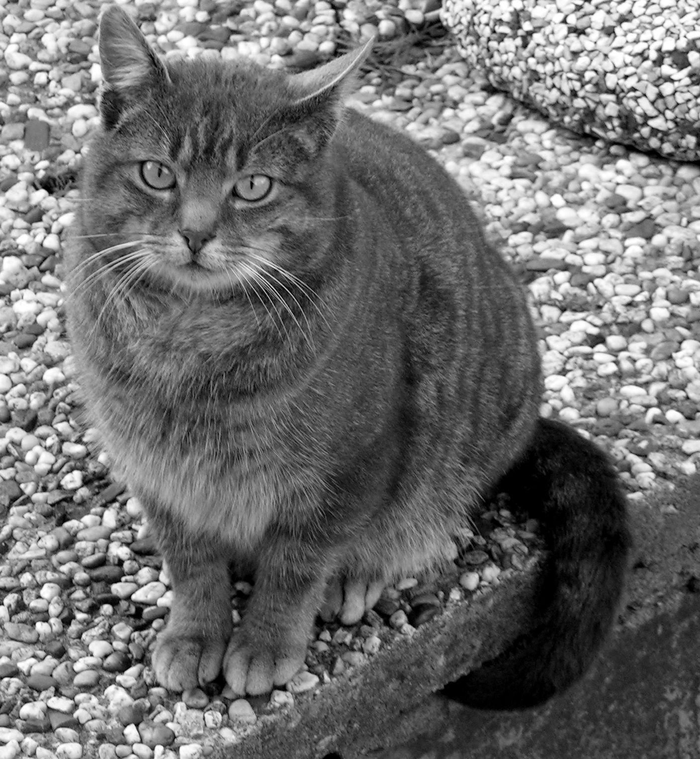 tiger