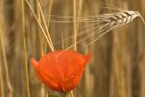 Coquelicot dans les bls