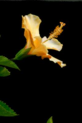 IMG_8609FixBlur800x600.jpg
