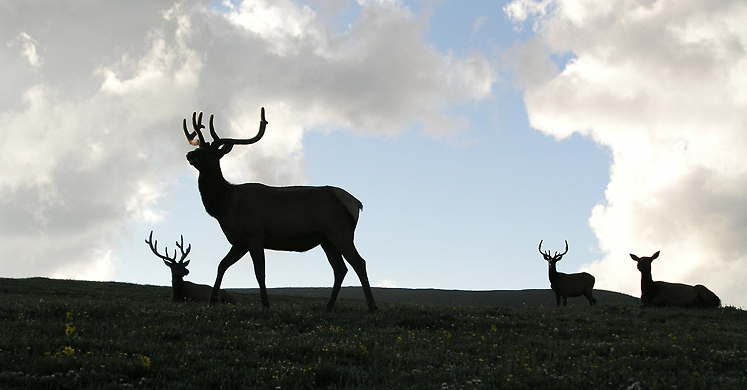Deer on a ridge
