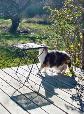 shadows at the feeder
