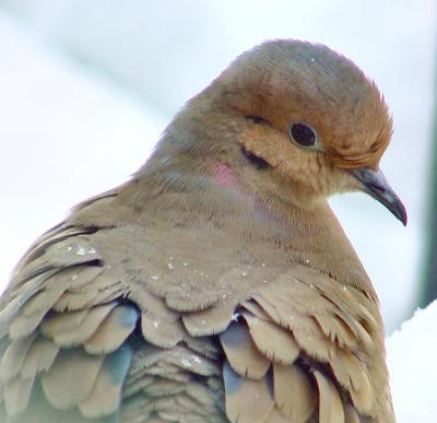 mourning dove