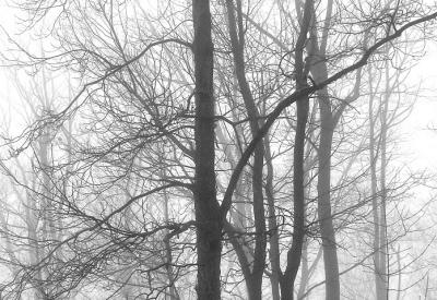 u37/lecook/medium/24224185.snowfogtrees6980141.jpg