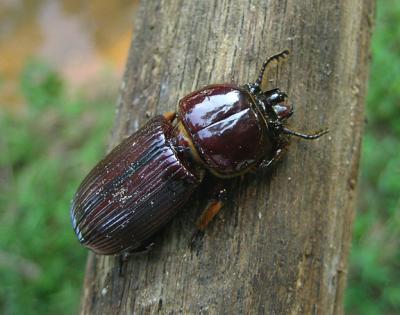 Patent-leather Beetle (Horned Pasalus)