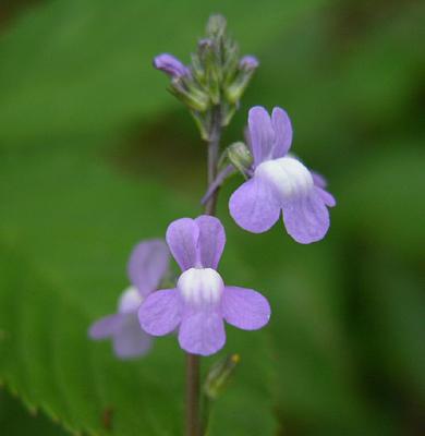 Blue Toadflax