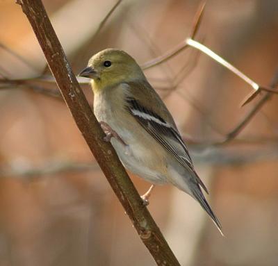 American Goldfinch (Male winter plumage)