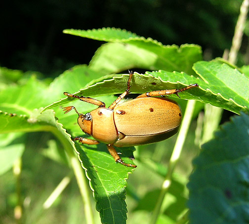 Grapevine Beetle