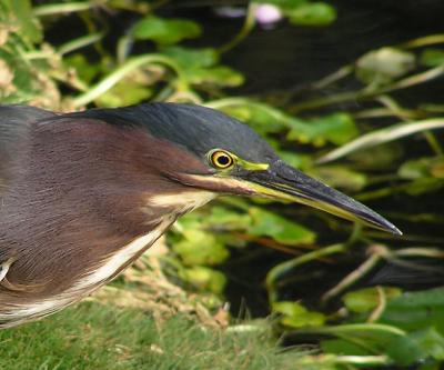 green heron jg 2.jpg