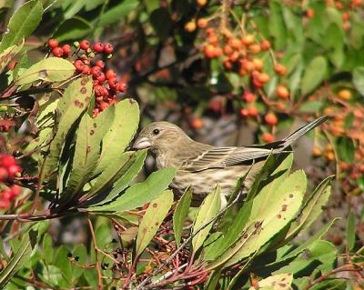 house finch berries 2.jpg