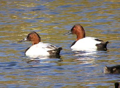 u37/lesliej/medium/24210823.canvasbacks.jpg