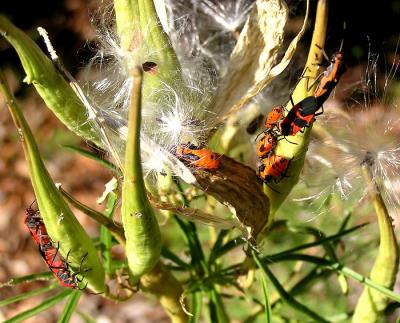 milkweed beetles.jpg