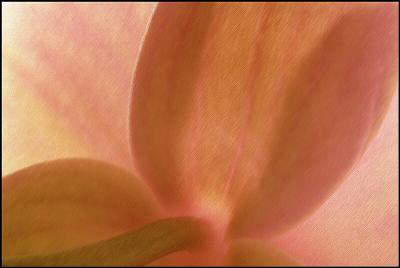 orchid petals (pastel filter)