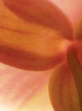 orchid petals (dry brush filter)