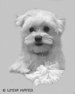 Casey Pencil Portrait 422sandstone