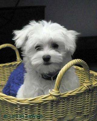 CASEY'S GALLERY (MALTESE)