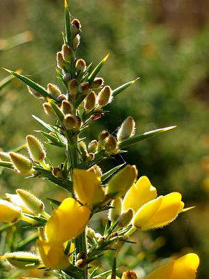confused gorse