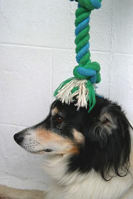 9th October 2004 - dog on a rope