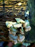 log
