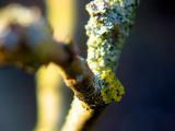 apple branch with lichen