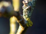apple branch with lichen 2