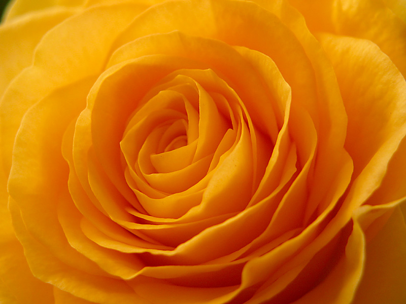 a gift of roses