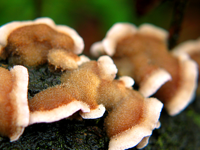 a dead california lilac stump