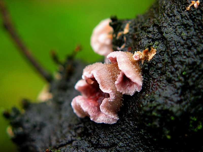 pink frills
