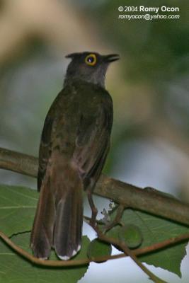 Yellow-wattled Bulbul
(a Philippine endemic)

Scientific name - Pycnonotus urostictus

Habitat - Lowland early second growth and forest edge.