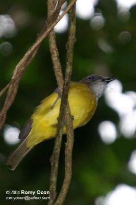 Yellow-bellied Whistler 
(a Philippine endemic) 

Scientific name - Pachycephala philippinensis philippinensis 

Habitat - Common in all forest levels.
