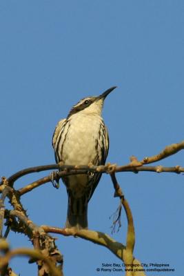 Stripe-headed Rhabdornis
(a Philippine endemic)
Scientific name - Rhabdornis mystacalis
Habitat - Lowland forest and second growth.