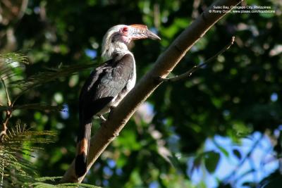 Luzon Hornbill
(a Philippine endemic, Male)

Scientific name - Penelopides manillae

Habitat - Forest and edge up to 1500 m.

[with Tamron 1.4x TC, 560 mm focal length]