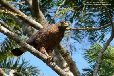 Philippine Serpent-Eagle 
(a Philippine endemic)

Scientific name - Spilornis holospilus

Habitat - Forest from lowlands to over 2000 m. 

[with Tamron 1.4x TC, 560 mm focal length] 
