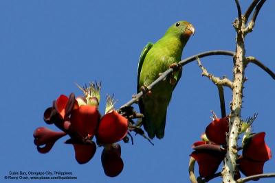 Colasisi 
(a Philippine endemic) 

Scientific name - Loriculus philippensis 

Habitat - All forest types up to montane forest. 
